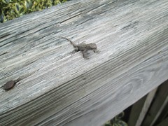 tiny lizard by Teckelcar