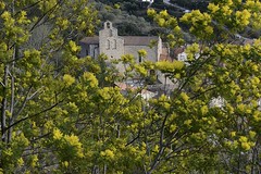 Fête du mimosa à Roquebrun