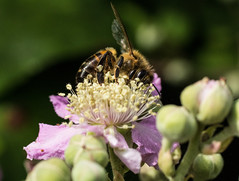 Bees, Butterflies & Bugs
