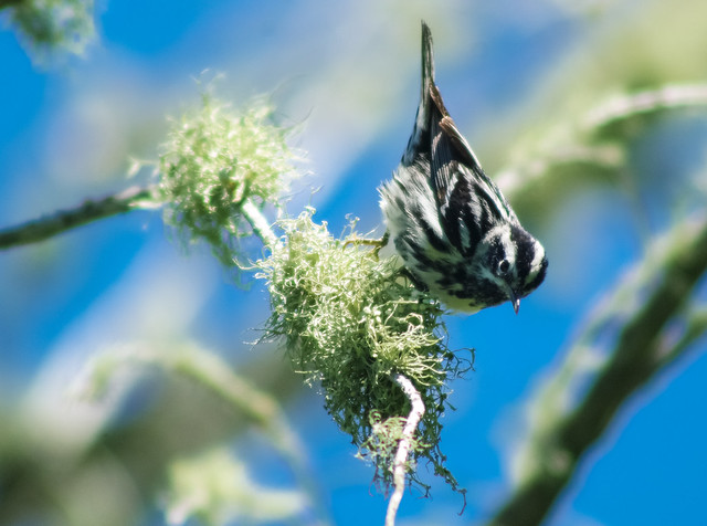Black-and-white
Warbler
