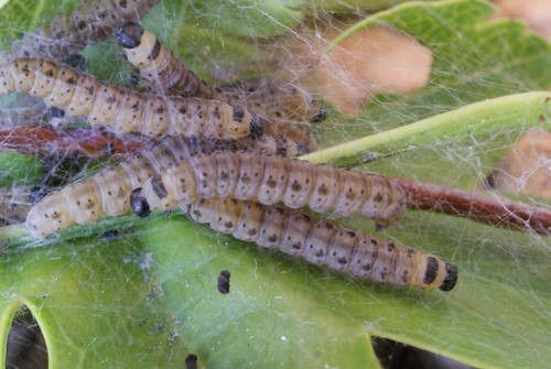 Yponomeuta padella larvae