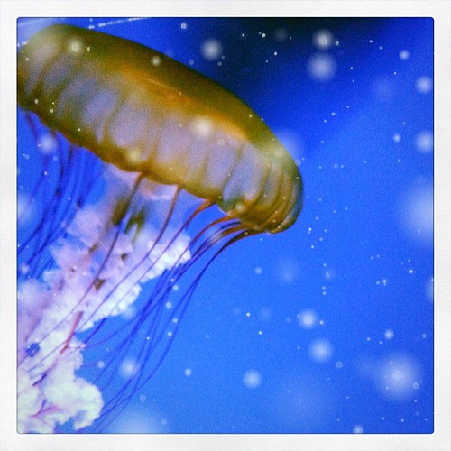 #jellyfish #livingplaneraquarium