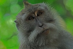 Indonesia d Bali Sacred Monkey Forest