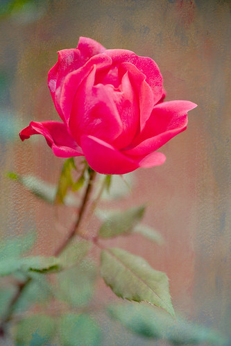 Textured Rose~ by conniee4 aka Connie Etter