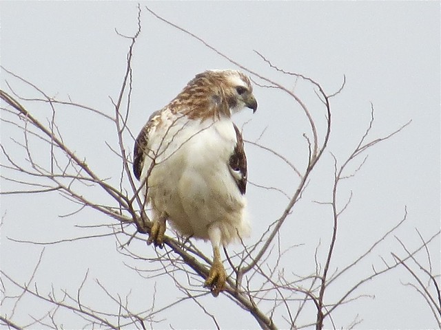 Red-tailed Hawk in McLean County, IL 03