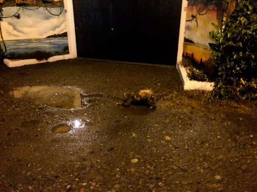 Cahuita: un paresseux tout mouillé dans la rue menant à notre hôtel