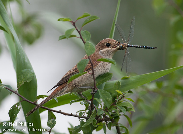 red backed shrike eating migrant hawker