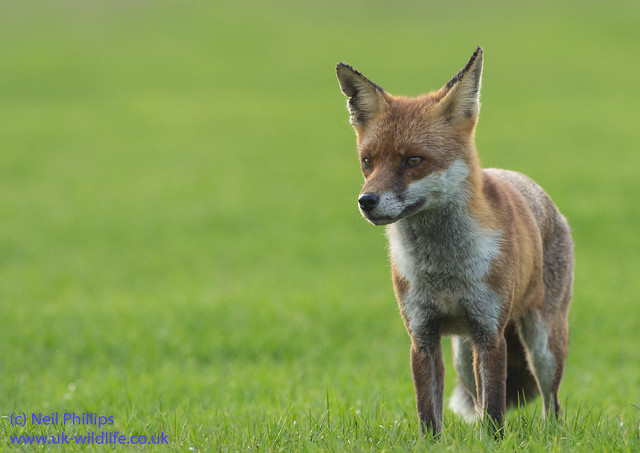 red fox Vulpes vulpes-14