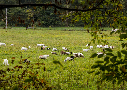 Goats through Trees 1