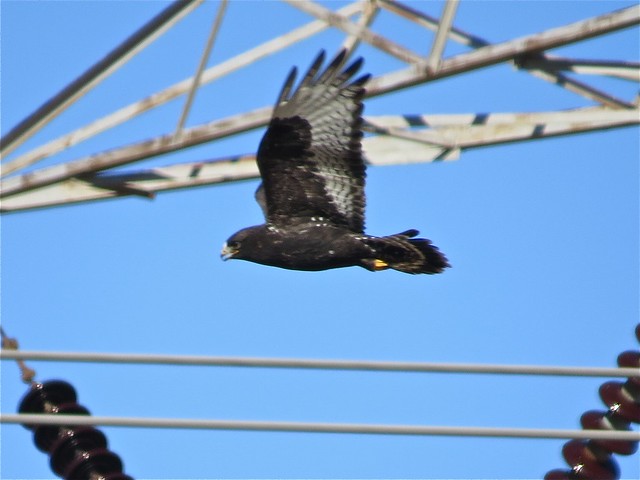 Adult Dark Morph Rough-legged Hawk near Downs, IL 06