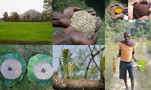 Validated and Potential Medicinal Rice Formulations for Hypertension (हाई ब्लड प्रेशर) with Diabetes mellitus Type 2 (मधुमेह) Complications (TH Group-316 special) from Pankaj Oudhia’s Medicinal Plant Database by Pankaj Oudhia
