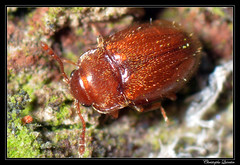 Coleoptera/Endomychidae