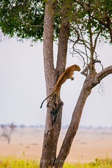 _Big Cats and Tuskers Photographic Safari 2015