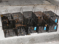 2013/5/4 水庫駐警查獲之10具陷阱籠，上排左1內有食蛇龜1隻。(照片提供：翡翠水庫管理局)