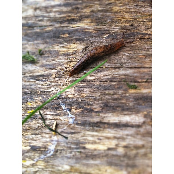 Follow the slimy #slug trail... #squaready #cmig365may #iphonecamera