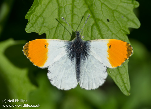 orange tip butterfly male Anthocharis cardamines-11
