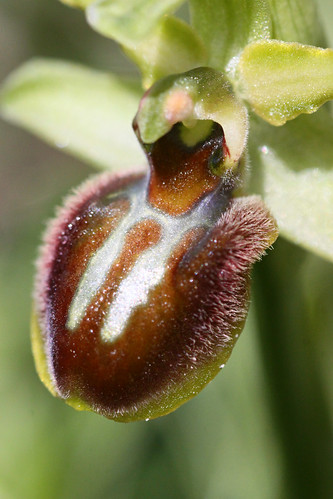 Early Spider Orchid "Ophrys sphegodes"