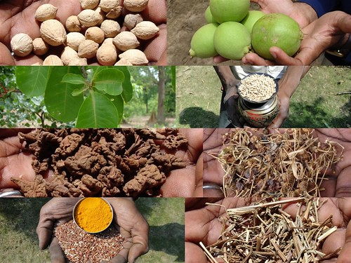 Medicinal Rice Formulations for Diabetes Complications and Heart Diseases (TH Group-9) from Pankaj Oudhia’s Medicinal Plant Database by Pankaj Oudhia