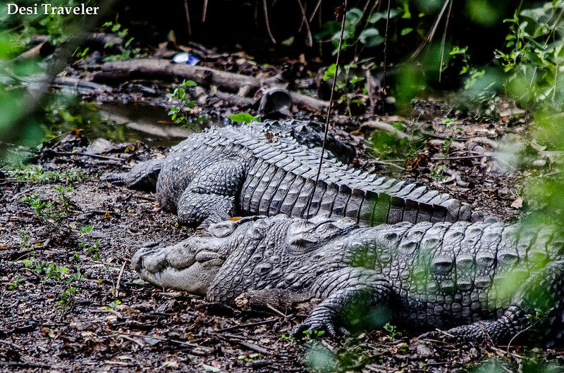 Crocodiles taking sun bath Hyderabad Zoo
