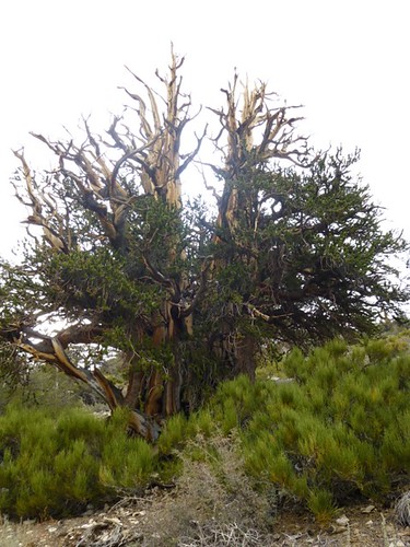 A gnarled ancient Bristlecone Pine.