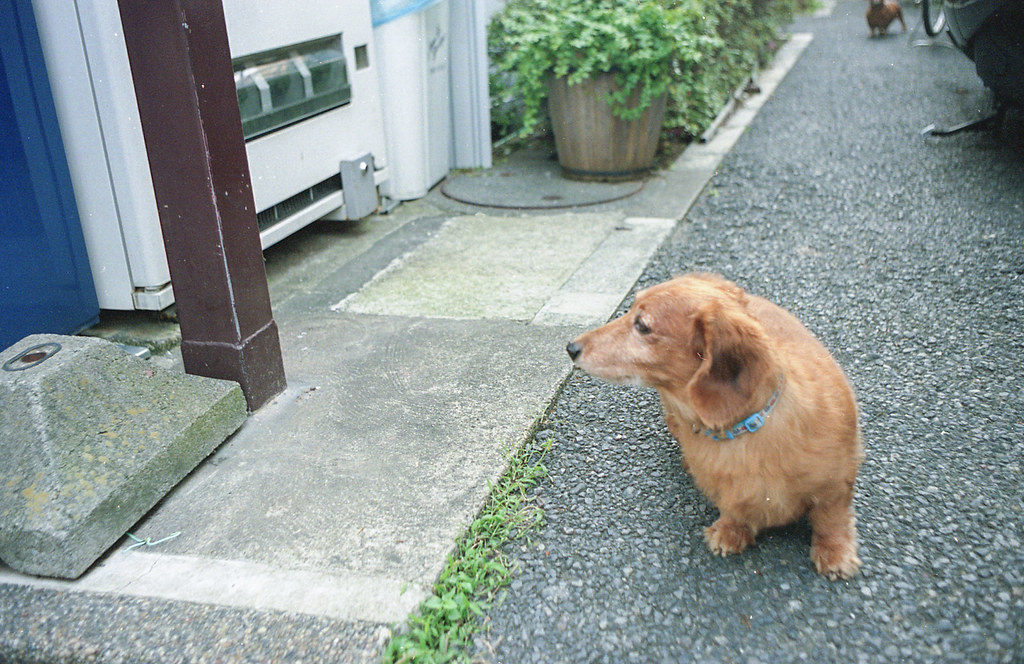 2009年夏 - 犬