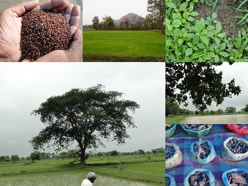 Validated and Potential Medicinal Rice Formulations for Diabetes (Madhu Prameh) and Cancer Complications and Revitalization of Kidney (TH Group-174) from Pankaj Oudhia’s Medicinal Plant Database by Pankaj Oudhia