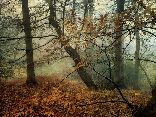 Winter Woods by Sarah Jarrett