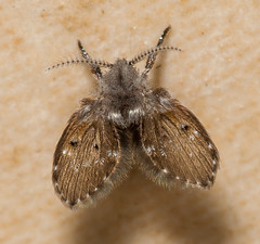 Moth Flies (Psychodidae)