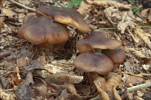 Лиофиллум скученный (Lyophyllum decastes)Photo by Amadej Trnkoczy  on Flickr Автор фото: Amadej Trnkoczy (Slovenija)