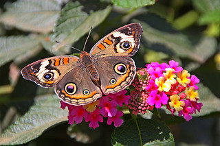 california buckeye butterfly