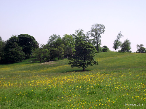 Meadow by Mickaul