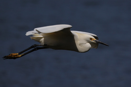 IMG_7046Snowy Egret (in flight)