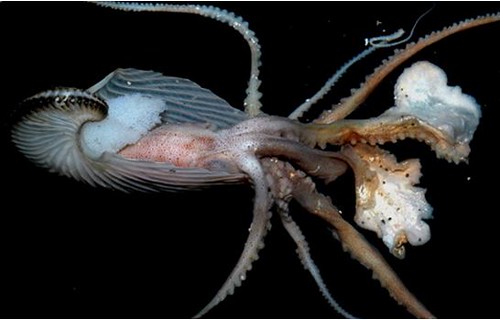 船蛸的體殼兼具防禦及孵育室的雙重功能。