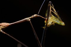 Hemiptera (Indonesia)