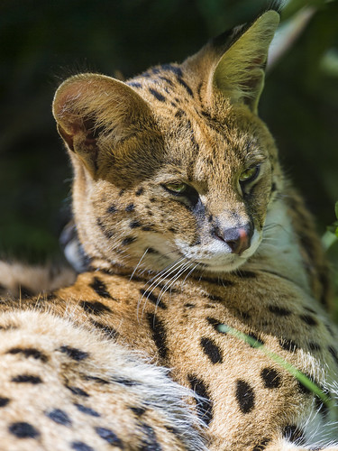 Lying serval by Tambako the Jaguar