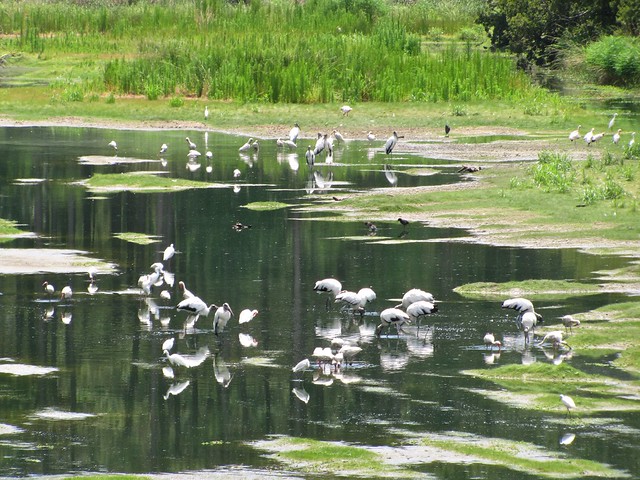 Starr Pond at Pinckney Island National Wildlife Refuge 02