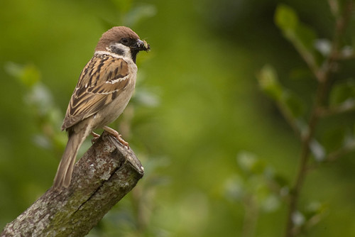 Tree Sparrow 22.jpg
