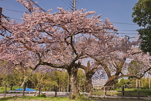 【写真】2013 桜 : 石清水八幡宮