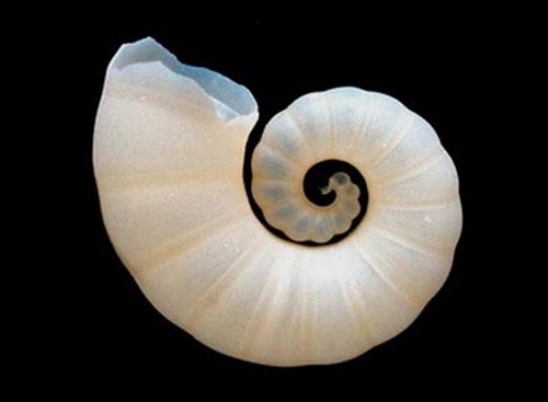 圖10、形似菊石造型的旋殼烏賊內殼。（圖片拍攝：李坤瑄）