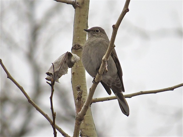 Townsend's Solitaire at Jon J. Duerr Forest Preserve in Kane County, IL 25