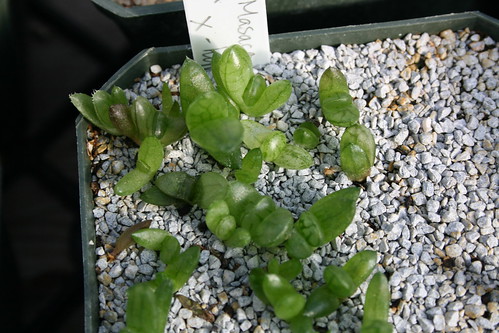 Haworthia obtusa - Masaco by hanzrobo
