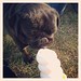 #MauiThePug has his first ice cream treat at DQ! #pug #pugs #blackpugs #instagrampugs #pugsofinstagram