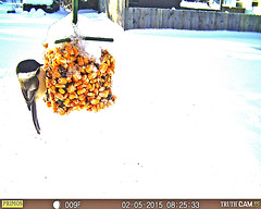 Backyard Trail Camera