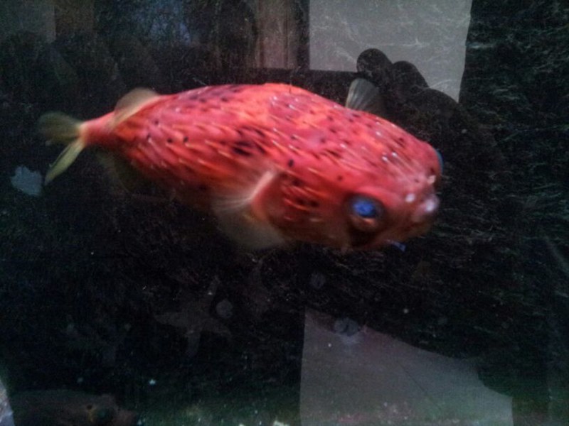 Red Puffer Fish