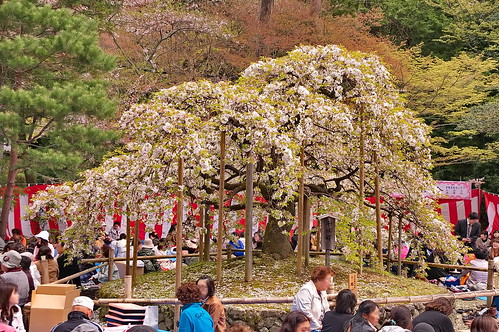 【写真】桜 : 大原野神社