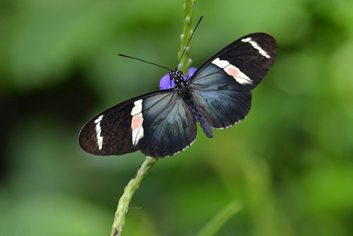 Heliconian with sheeny blue wings, white bands and unusual pink spots by jungle mama