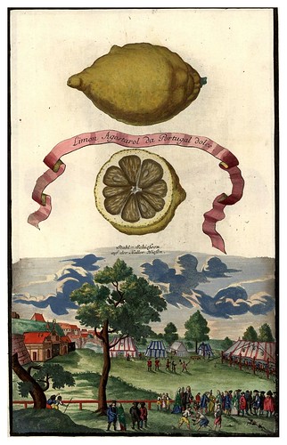 011-Nürnbergische Hesperides-1708-1714- Universitäts- und Landesbibliothek Sachsen-Anhalt