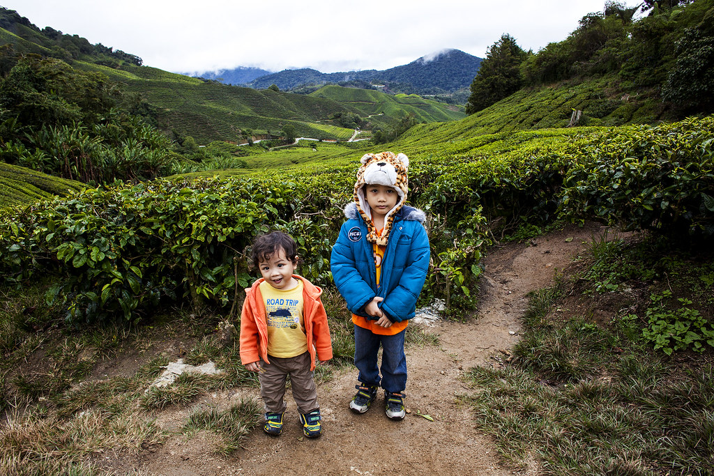 Kids Photography | Sungai Palas Boh Tea Plantation | Cameron Highlands