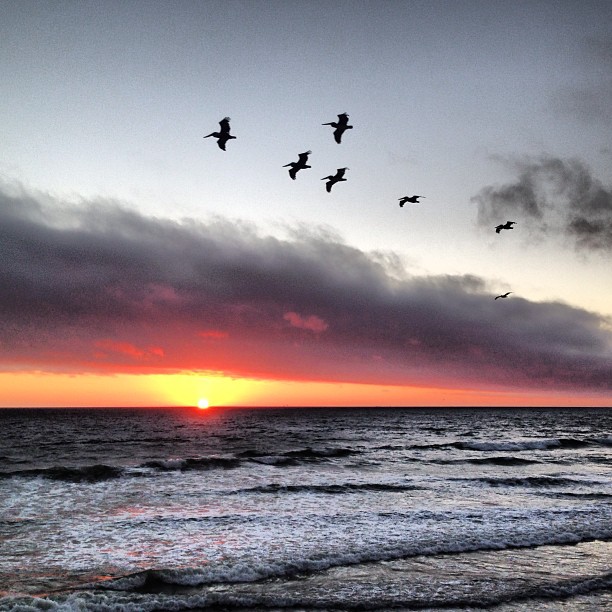 And because a video wasn't enough... #sunset #sf #ocean #waves #birds