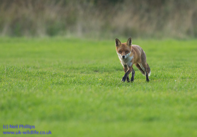 red fox Vulpes vulpes-8